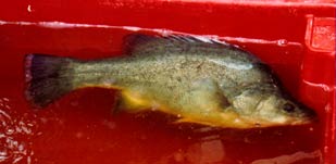 Farmed Yellow Belly 