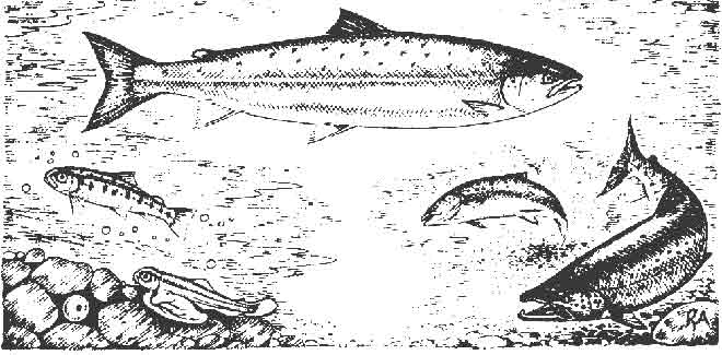 Life Cycle of the Atlantic Salmon