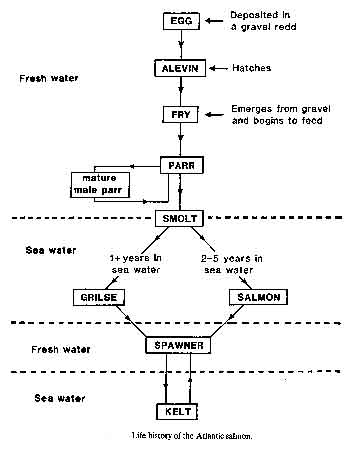Atlanti Salmon Life History Diagram