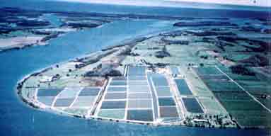 True Blue Prawn Farm in Yamba NSW is one of the oldest farms in the country. The pioneering ethics have sustained this family business through a few hard times. A fairly rare commodity in Australian Aquaculture