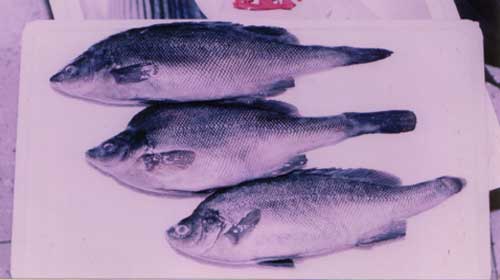 Silver Perch Deformities Damage Market Potential