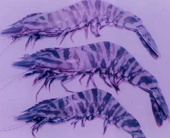 P monodon Wild Broodstock