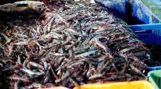 Harvesting in Australia is about 4-5 tonnes per Ha. This year saw the devastating introduction of Chinese P. vanamai at less than Australian cost of production